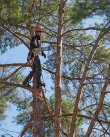 Wessling Tree Service