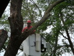 Wessling Tree Service