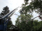 Wessling Tree Service