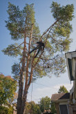 Wessling Tree Service