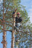 Wessling Tree Service