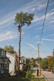 Wessling Tree Service