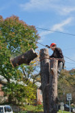 Wessling Tree Service