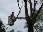 Wessling Tree Service